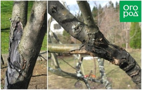 Три самых опасных заболеваний плодовых деревьев. Как распознать и чем искоренять?